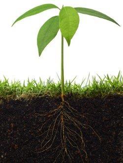 FUNÇÕES BÁSICAS DO SOLO PARA PLANTA Meio adequado à germinação de sementes e crescimento de raízes; Ausência de adversidade química (acidez, salinidade, sodicidade); Suprir o