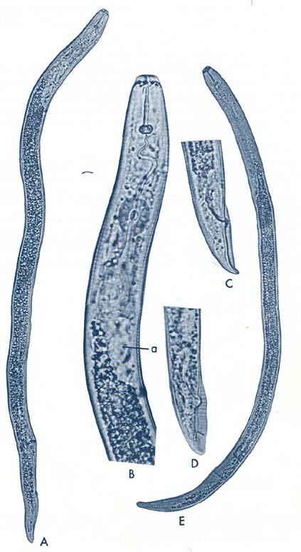 Os nematóides são diferenciados pelo seu estilete, estrutura que perfura as raízes, bem como formato do corpo, comprimento, espessura, tipo de cauda e estruturas internas do aparelho digestivo, fato