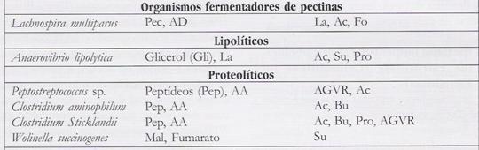 BACTÉRIAS Continuação Bactérias proteolíticas (aminolíticas) A maior parte das espécies bacterianas