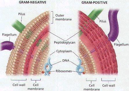 ADITIVOS ALIMENTARES Bactérias gram-positivas (cujo invólucro celular é composto apenas de parede celular)