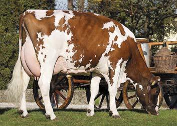 Fertilidade das filhas 95 (Média) 84% Ranking (%) 96 95% K-Caseína BB País Itália P.F.T. 1.479 Elevada produção de leite. Vacas com boa longevidade.