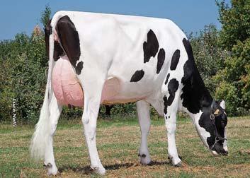 Leite (Kgs) 1544 Proteína (Kgs) 48 87% Proteína (%) -0,04 Gordura (Kgs) 48 Gordura (%) -0,08 Filhas / Explorações 84/55 Vacas com óptima conformação, grandes, fortes, profundas e angulosas, garupas e