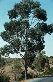 1. Introdução A madeira de eucalipto Nativo da Austrália 700 espécies 12 espécies tem sido mais utilizadas para atender ao