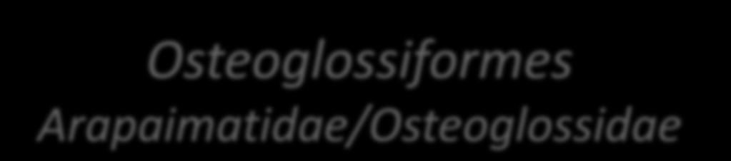 Osteoglossiformes