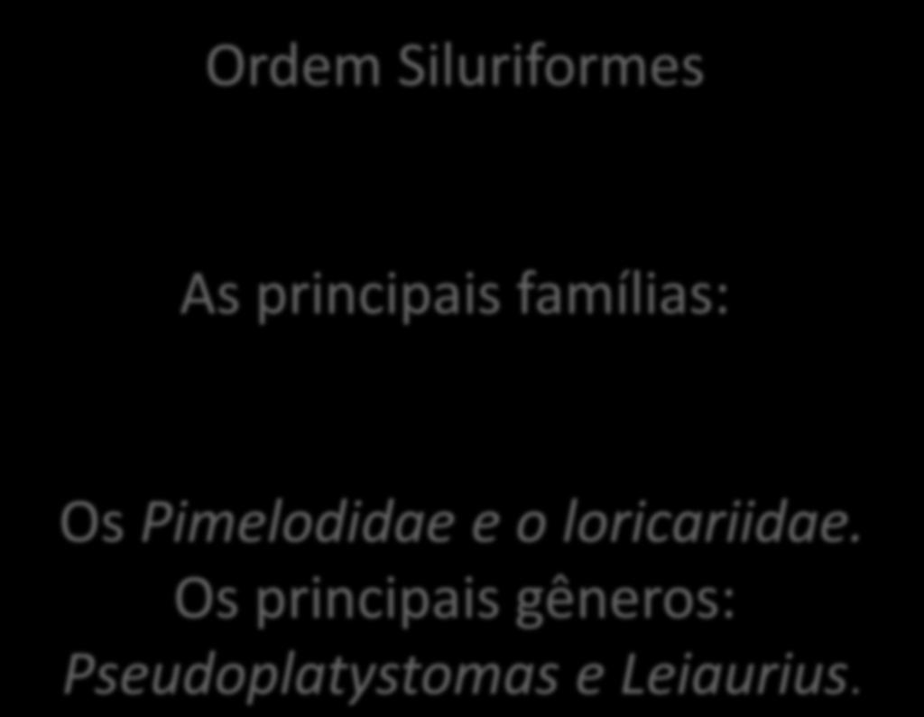 Ordem Siluriformes As principais famílias: Os Pimelodidae e o