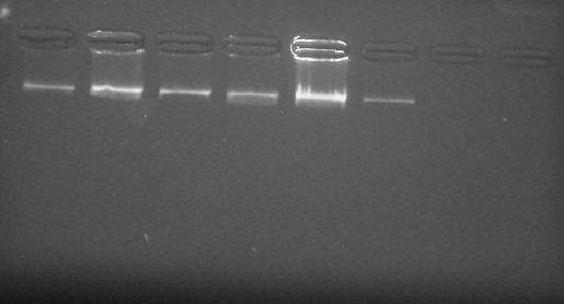 40 A técnica utilizada para a extração de DNA do tecido das caudas dos leitões, adaptada de [15] e [16], proporcionou extrações de ótima qualidade, para a análise e quantificação do DNA genômico
