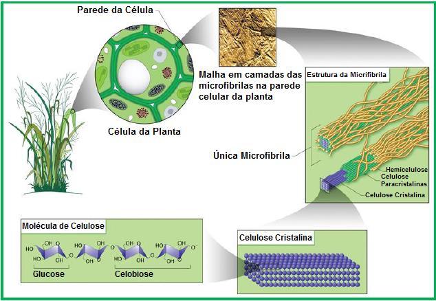 11 Os nanocristais de celulose são isolados a partir das fibrilas de celulose que são envolvidas pelos elementos não celulósicos (hemicelulose, lignina, pectina e pigmentos) que ao serem removidos
