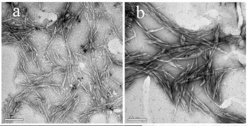 16 Figura 12 - Micrografias microscopia eletrônica de transmissão (a) Hidrólise com ácido sulfúrico, (b) Hidrólise com ácido fórmico/clorídrico (Liu et al., 2016).
