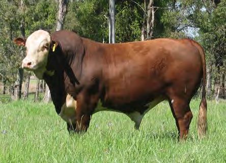 Destaca-se para conformação, precocidade e musculosidade à desmama. Indicado para gado puro e cruzamento em vacas adultas.