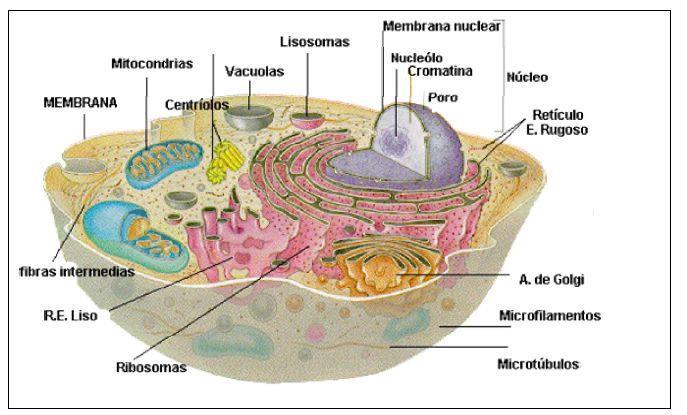 Célula