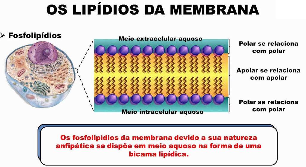 Naturalmente se