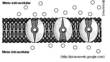 Exercício (FGV 2012) A figura ilustra a maneira como certas moléculas atravessam a membrana da célula sem gastar energia, o que é denominado transporte.
