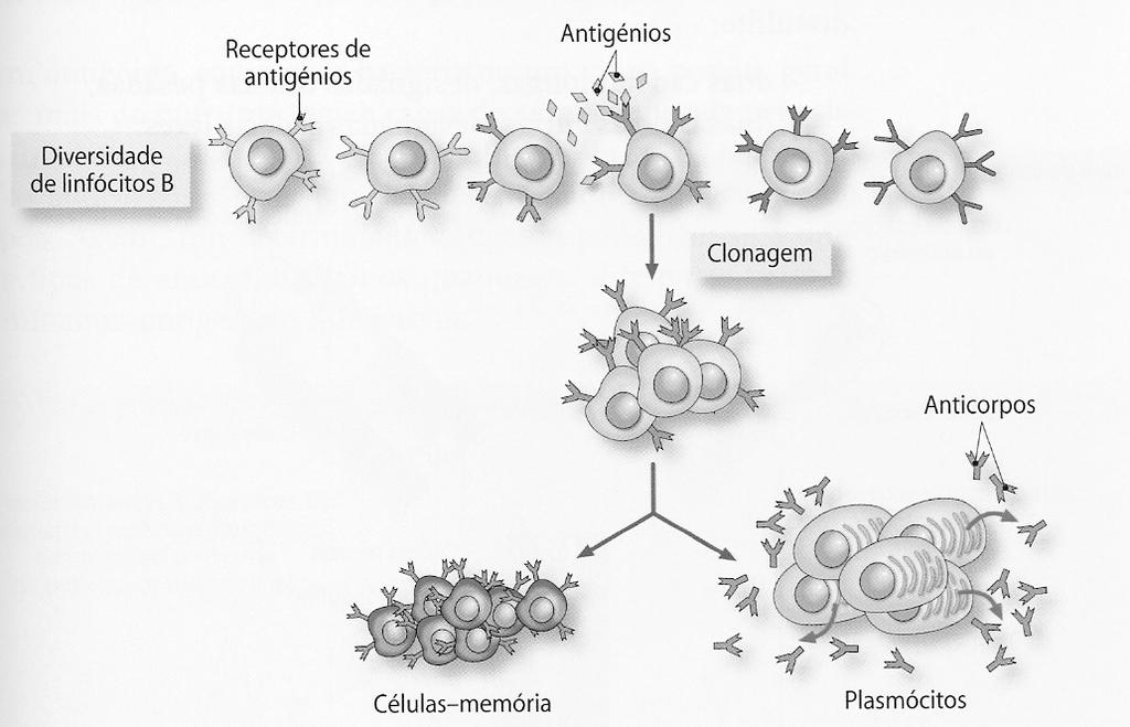 linfócitos B são processados na medula (bone marrow) Os anticorpos pertencem a um grupos de proteínas globulares designadas imunoglobulinas (Ig