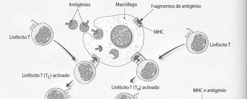 -- Imunidade celular Célula apresentadora do antigénio Os linfócitos T são processados no timo Cooperação entre células imunitárias Imunidade