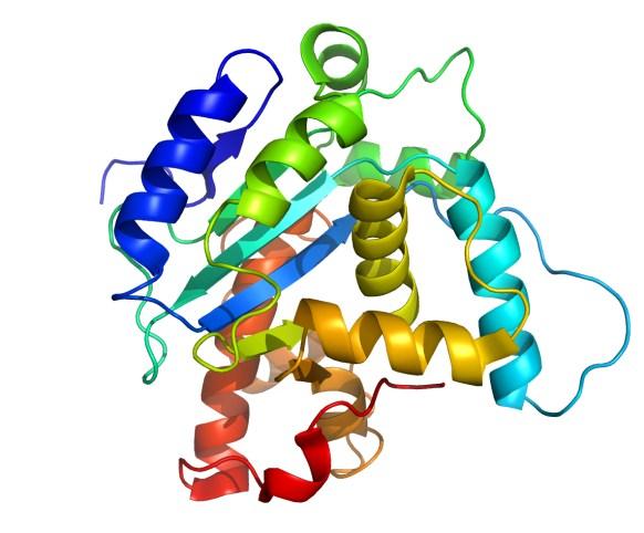 Exame de capacidade do Programa de Mestrado Profissional 27/06/2015 5) A protein has the following structure