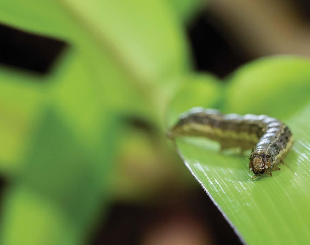 CARACTERÍSTICAS Quando as lagartas estão totalmente desenvolvidas, descem ao solo e, inicialmente, ficam um período sem alimentação, denominado de