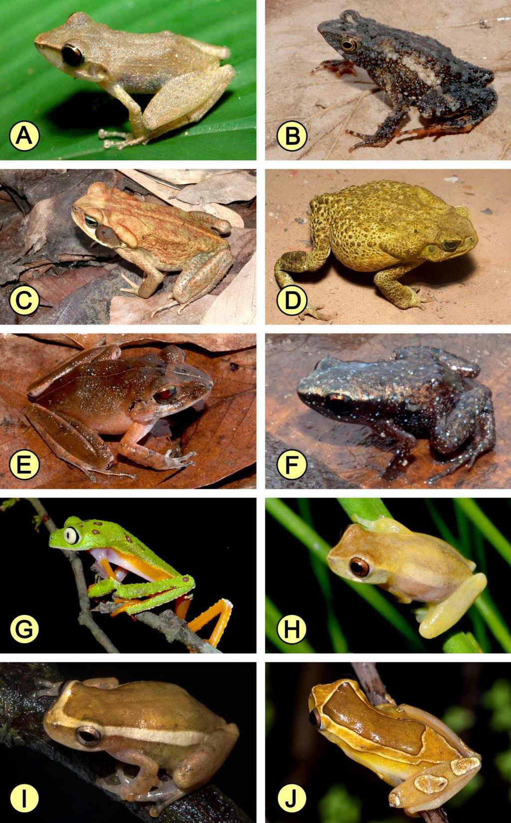 APÊNDICE Foto 1: (A) Pristimantis paulodutrai; (B) Dendrophryniscus proboscideus; (C) Rhinella crucifer; (D) Rhinela jimi; (E) Haddadus