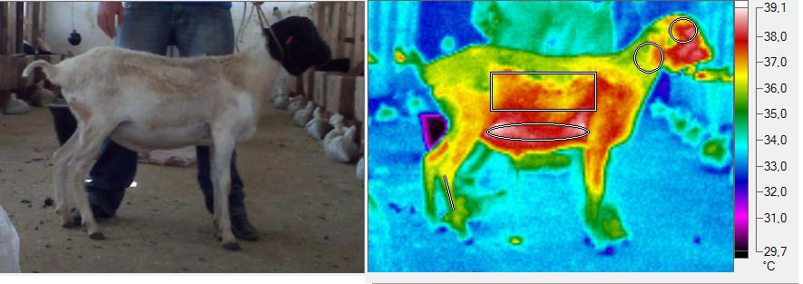 Figura 2- Imagem de luz visível(a) e termograma(b) de ovino da raça Somalis.