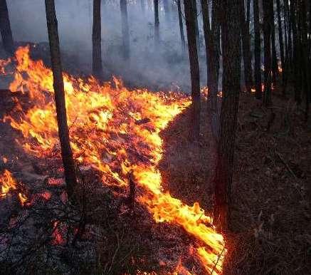 Fogo controlado em Portugal: I&D 1ª fase: ecologia e efeitos do fogo Efeitos no combustível (redução e re-acumulação)