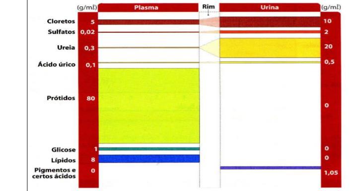 O filtrado glomerular tem o aspecto aproximado de um plasma: um líquido claro, sem células.