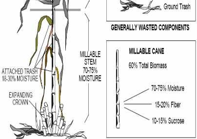 DA ENERGIA DA CANA DE AÇUCAR SOMENTE PARTE É APROVEITADA, A BIOMASSA É DESCARTADA OU QUEIMADA Cana de açúcar Palha (folhas e ponteiros) Cana na usina Caldo da cana Bagaço