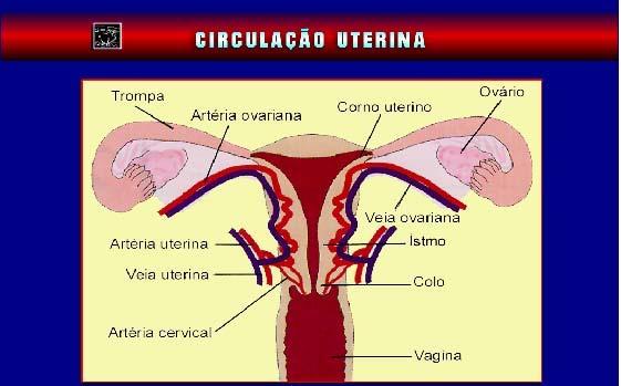 2. Revisão da Literatura 51 uterino (figura 2). O suprimento sangüíneo das paredes anterior e posterior é fornecido pelas artérias arqueadas, que correm circunferencialmente ao redor do útero.
