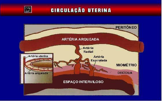 2. Revisão da Literatura 52 Figura 3: Suprimento sanguíneo para o endométrio 17.