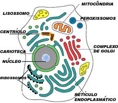 Células eucariontes Citoplasma Citoplasma Ricas em membranas Morfologicamente: - Citoplasma, envolvido pela membrana