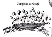 Endossomos e Complexo de Golgi Endossomos: compartimento que
