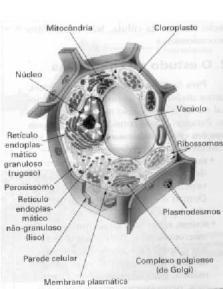 É formado por: microtúbulos, filamentos de actina e filamentos