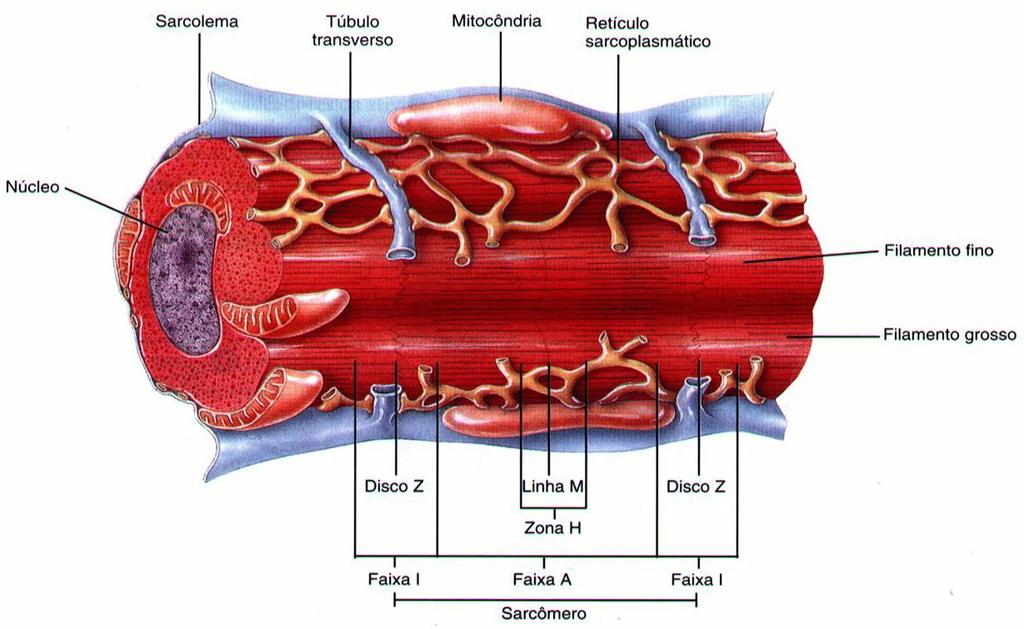 62 Como o retículo sarcoplasmático da fibra muscular cardíaca é relativamente esparso, ele não pode armazenar cálcio suficiente para conseguir executar uma contração plena.