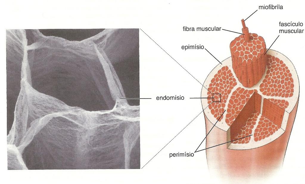 esse tecido conjuntivo. O tecido conjuntivo que circunda o músculo esquelético é denominado, de acordo com sua relação com as fibras musculares, em endomísio, perimísio e epimísio.