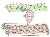 CONTRAÇÃO E RELAXAMENTO DAS FIBRAS MUSCULARES ESQUELÉTICAS Durante o processo de contração muscular, as cabeças de miosina se ligam na actina nas zonas de sobreposição, puxando progressivamente os