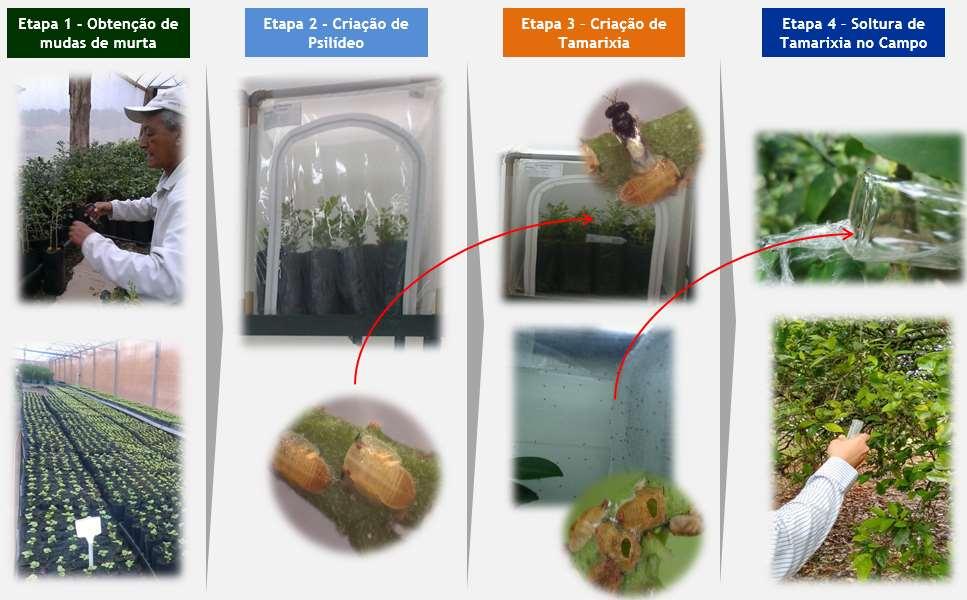 Controle Biológico Tamarixia radiata Metodologia