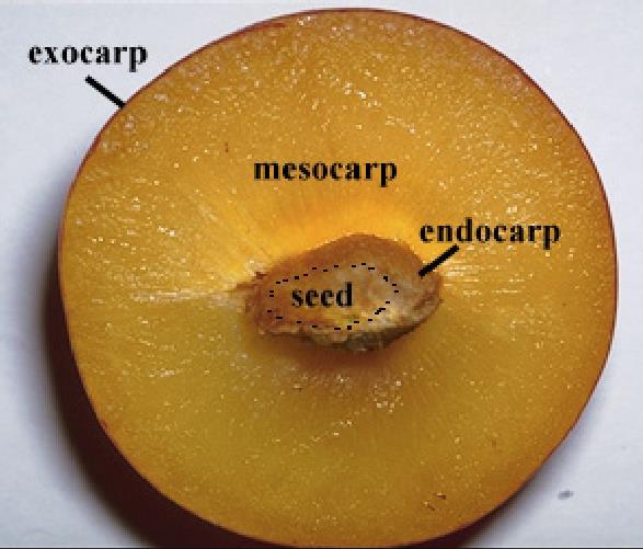 Mesocarpo: Mesófilo do ovário.
