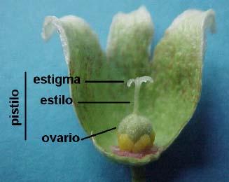 sua vez, dão origem ao gametófito feminino - megagametófito ou ginófito. O gineceu (Fig. 1) é formado por um ou mais pistilos.