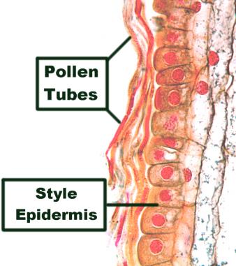 3 2. ESTIGMA E ESTILETE As células epidérmicas do estigma são modificadas para proporcionar uma superfície receptiva para os grãos de pólen (Fig. 4).