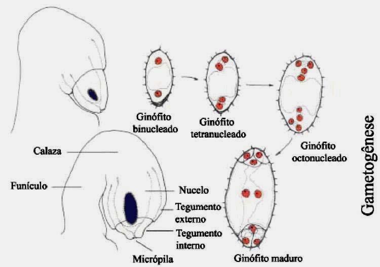 8 A célula-mãe de megásporo passa por uma divisão meiótica para dar origem a quatro megásporos ou ginósporos (n) de tamanhos e arranjos variados.