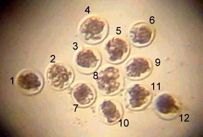 Figura 6- Embriões classificados quanto ao estágio de desenvolvimento e qualidade embrionária como