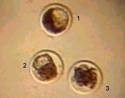 embrião degenerado (2, 5 e 8).