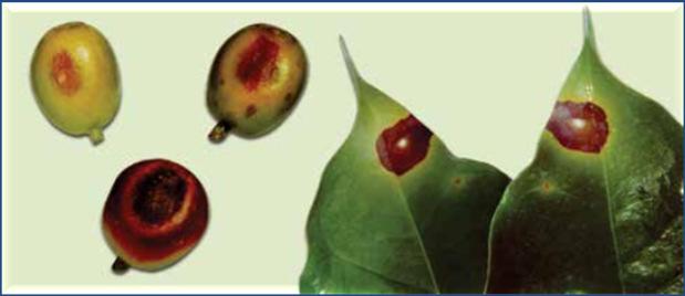 Sintomas: lesões circulares em folhas e frutos. Marrom com centro acinzentado, com halo amarelado. Lesões arroxeadas e deprimidas nos frutos.