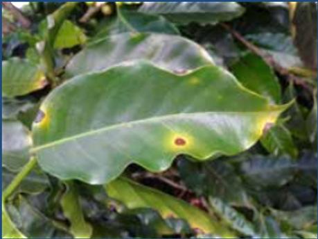 (inicio e final) e temperaturas médias (17 20 ⁰C) favorecem a doença. Excesso de adubação nitrogenada. Disseminação acelerada Sintoma: Em folhas, ramos e frutos.