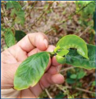 Mancha de Ascochyta Patógeno: Phoma tarda Distribuido por toda região