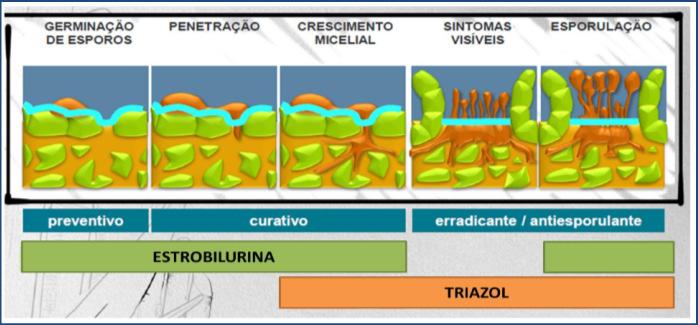 Grupo Químico de Fungicidas Mobilidade de Fungicidas na Planta Inorgânicos Calda bordalesa (S e Cu), calda viçosa(s,cu,zn e Mg),caldasulfocálcica(SeCa) Orgânicos Obs.