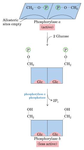 A fosforilase do glicogênio é um sensor do nível glicose no fígado Quando a glicemia está normal, A glicose entra no fígado e se