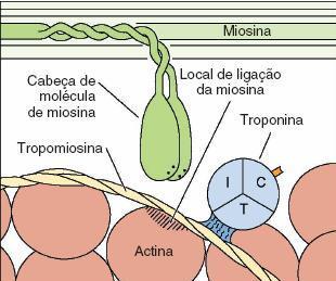 A contração muscular se inicia pela combinação de Ca 2+ com a