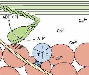 A actina se liga a cabeça da miosina, o ATP se decompõe em ADP + Pi, fazendo o movimento da cabeça da miosina O filamento fino desliza sobre o filamento grosso, este