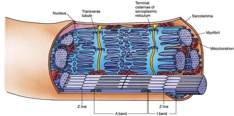 Sarcômero Unidade funcional da miofibrila entre