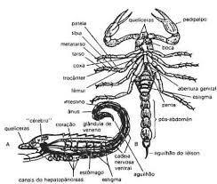 teias; - Escorpiões possuem aguilhão para injetar veneno.