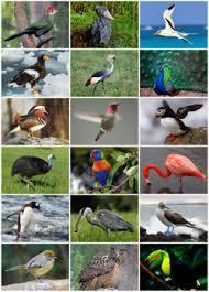 Aves -Animais com corpo coberto por penas; - Endotérmicos; Aquáticas glândula uropigianas ( impermeabilizante) -Migração -Membrana nictante -Ossos ocos (pneumáticos); -Pulmões e sacos aéreos; -Pouca